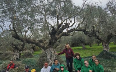 Un voyage d’études dédié à l’huile d’olive