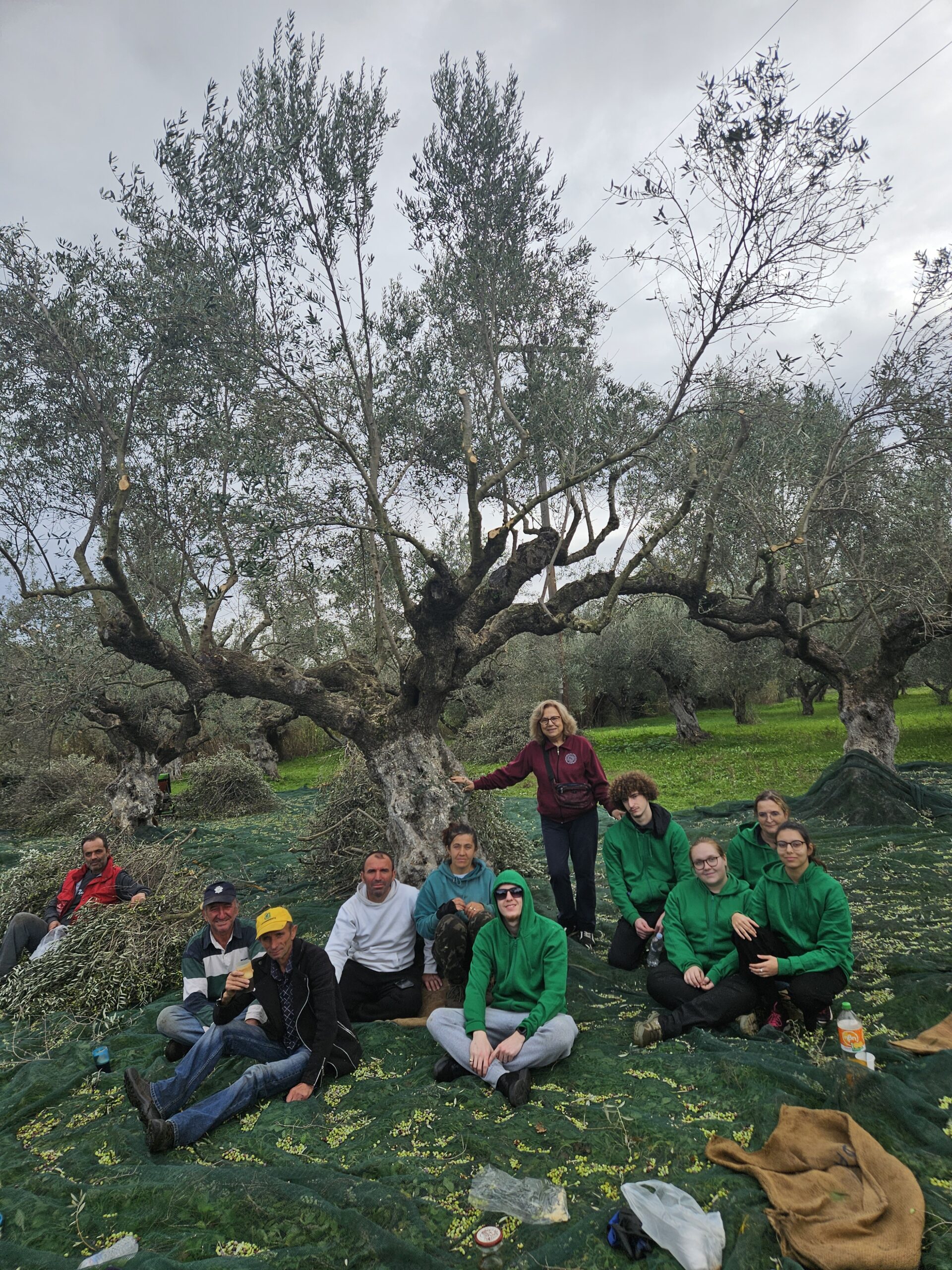 A study trip devoted to olive oil